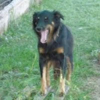 Adopta a Livia