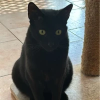 Adopta a Dana