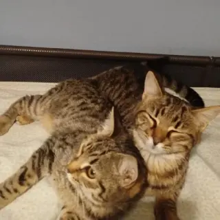 Layla Y Princess