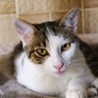 Adopta a Peggy Princesita