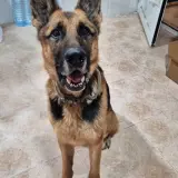 Adopta a Thor