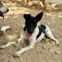 Adopta a Bartolo Perrito De 8 Kg Tlf 645978718