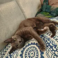 Adopta a Niko