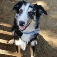 Adopta a Odín