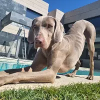 Adopta a Oddie