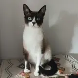 Adopta a Irina