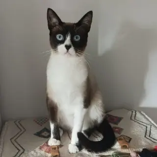 Irina