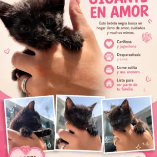 Gatitos Negros