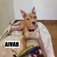 Adopta a Aivar