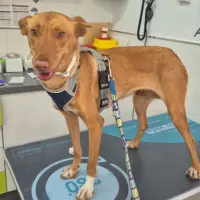 Adopta a Aitana, Perrita Joven   Tlf 645978718