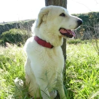 Adopta a Kenai