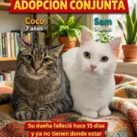 Adopta a Sam & Coco