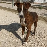 Adopta a Katrina