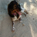 Adopta a Neo