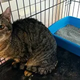 Adopta a Paco