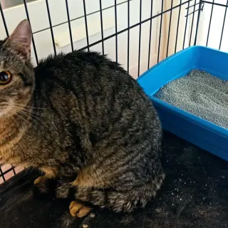 Paco