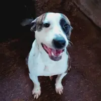 Adopta a Tom Tom
