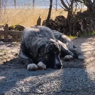 Kenai