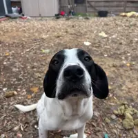 Adopta a Malibu
