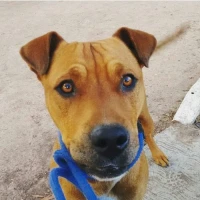 Adopta a Niko