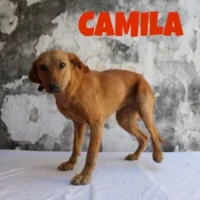 Adopta a Camila