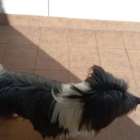 Adopta a Volcan