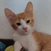 Adopta a Olaf