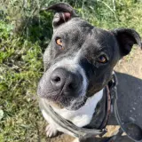 Adopta a Kiara