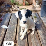 Adopta a Yaki