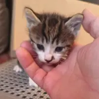 Adopta a Nahirobi