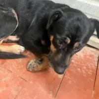Adopta a Asturias