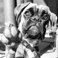 Adopta a Yera