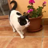 Adopta a Margarita