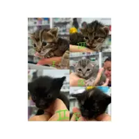 Adopta a Los Cinco Peques