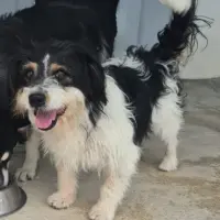 Adopta a Blacky, Precioso  Perrito Tlf 645978718