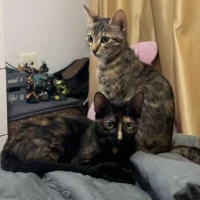 Adopta a Pantera Y Tigresa