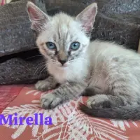 Adopta a Mirella  --Gatita Tlf 645978718