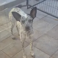 Adopta a Maya
