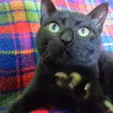 Adopta a Batman