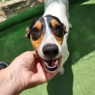 Copito ❤️