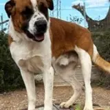 Adopta a Satón