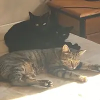 Adopta a Urgente Júpiter , Venus Y Blue