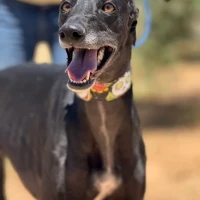 Adopta a Gala