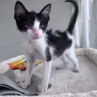 Adopta a Angel