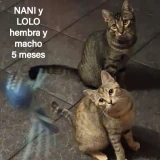 Adopta a Nani Y Lolo