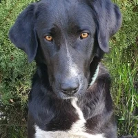 Adopta a Bruna