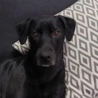 Adopta a Lara
