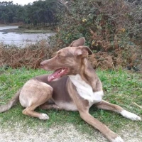 Adopta a Kira