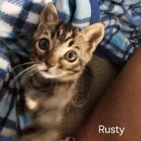 Adopta a Rusty