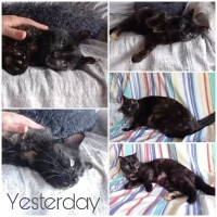 Adopta a Yesterday